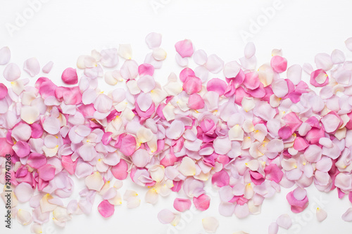 Pink rose flowers petals on white background. Flat lay, top view, copy space.