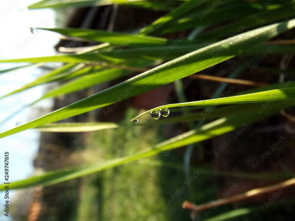 water drops on the grass water drops on the grass