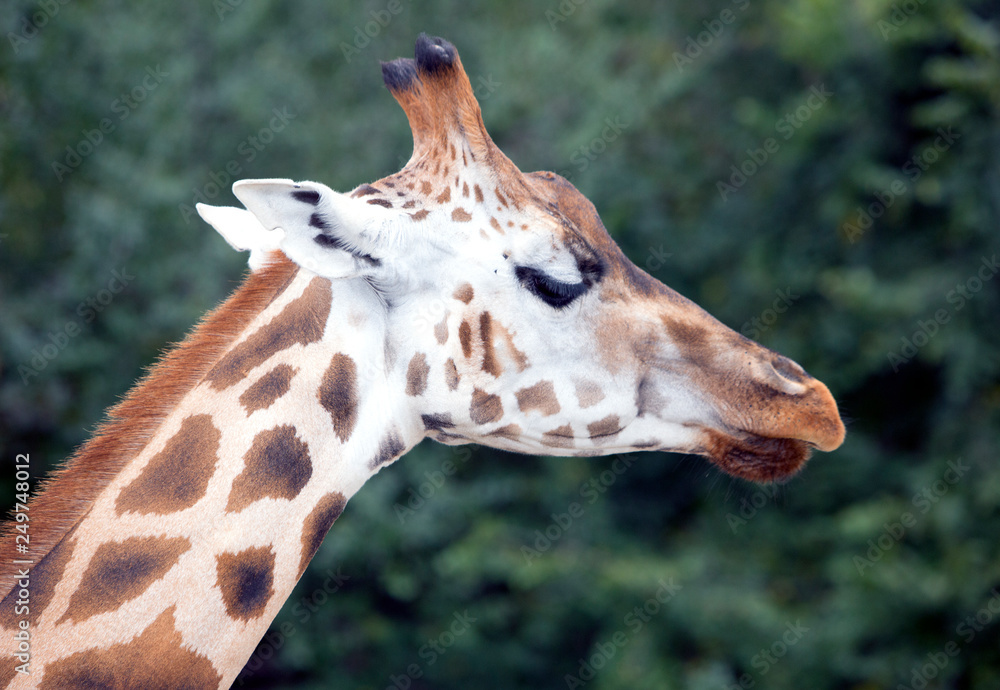 portrait of a giraffe on the background of green foliage portrait of a giraffe on the background of green foliage