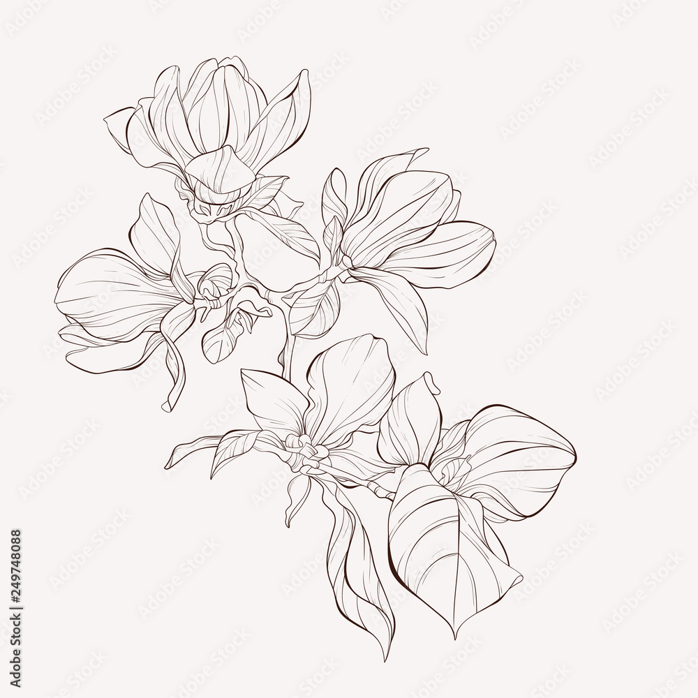 Plakat Szkic Kolekcja Kwiatowa Botanika. Rysunki kwiatów magnolii. Czarno-białe z grafiką na białym tle. Ręcznie rysowane ilustracje botaniczne.