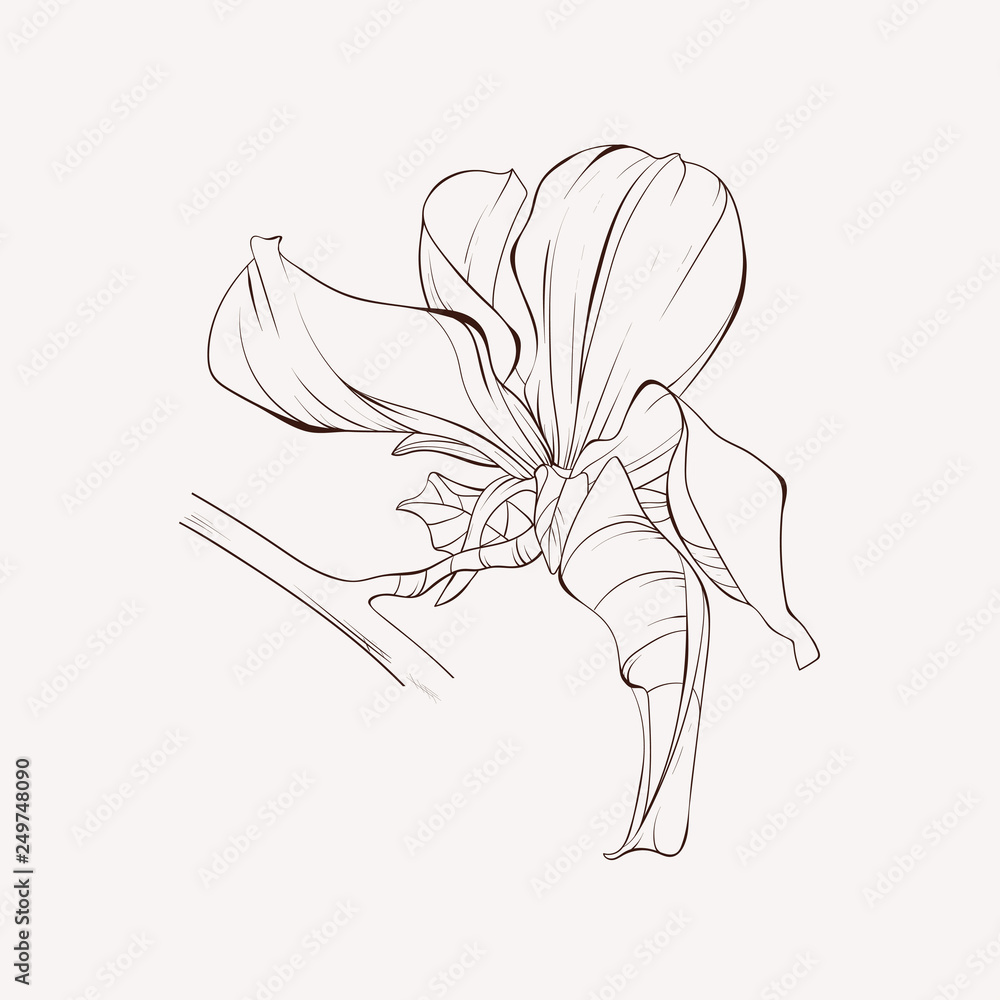 Sketch Floral Botany Collection. Magnolia flower drawings. Black and white with line art on white backgrounds. Hand Drawn Botanical Illustrations. Sketch Floral Botany Collection. Magnolia flower drawings. Black and white with line art on white backgrounds. Hand Drawn Botanical Illustrations.