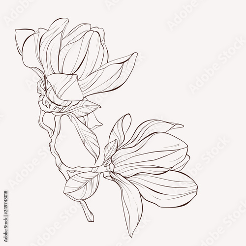 Sketch Floral Botany Collection. Magnolia flower drawings. Black and white with line art on white backgrounds. Hand Drawn Botanical Illustrations.