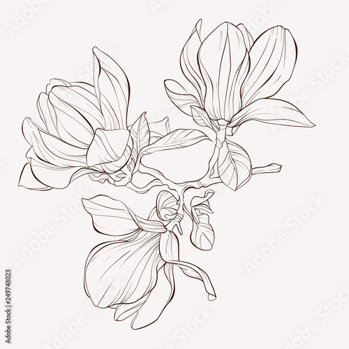 Sketch Floral Botany Collection. Magnolia flower drawings. Black and white with line art on white backgrounds. Hand Drawn Botanical Illustrations.