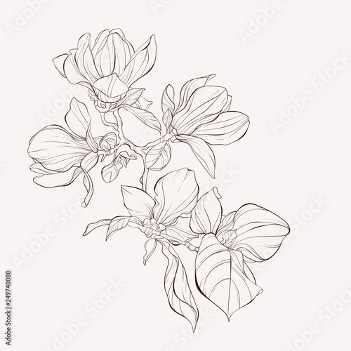 Photographie Sketch Floral Botany Collection