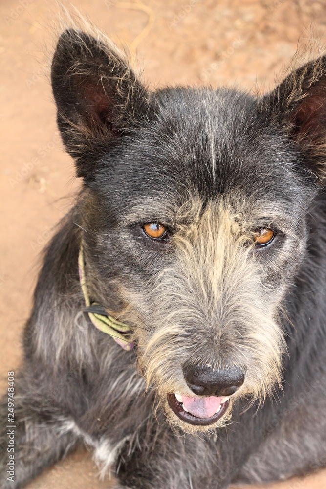Fototapeta premium Black dog cute is staring on floor