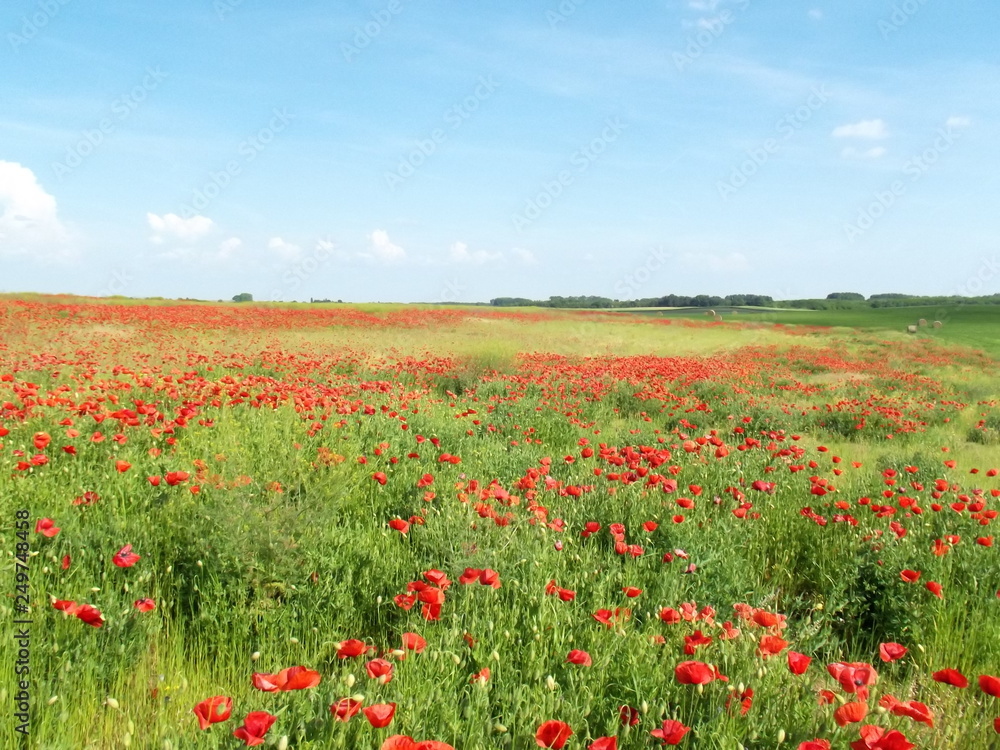 poppy field of red poppies by the plow land