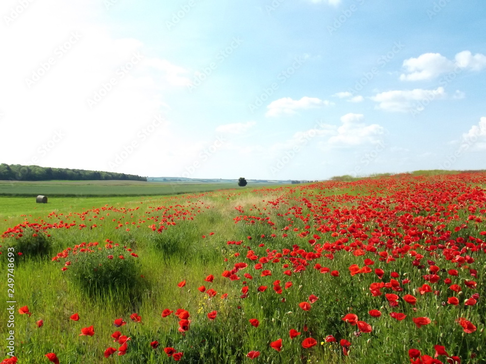 Poppy field of red poppies by the plow land