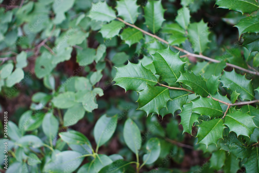 Close-up green plants on a beautiful bokeh background Close-up green plants on a beautiful bokeh background