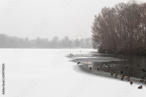 frozen lake with ducks and swans sitting in the cold water