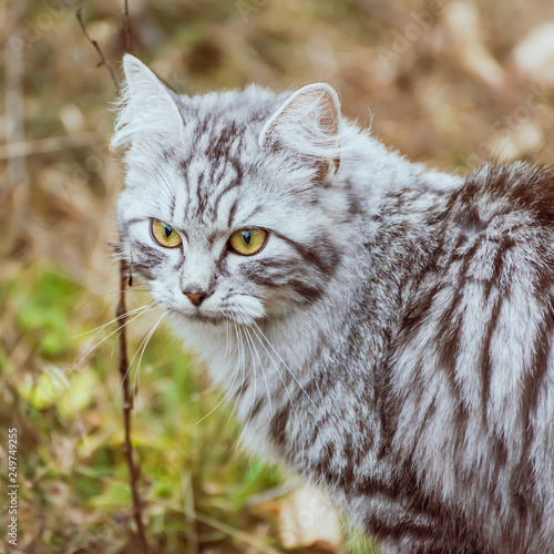 gray cat mackerel is walking in the woods © Zippl W.