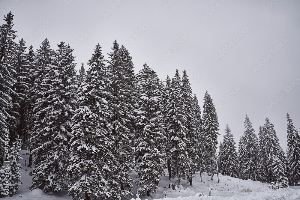 Fototapeta premium beautiful nature covered in snow
