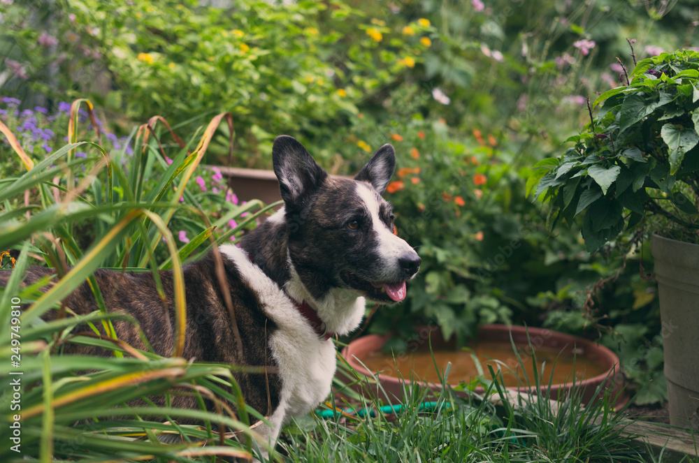dog in the garden