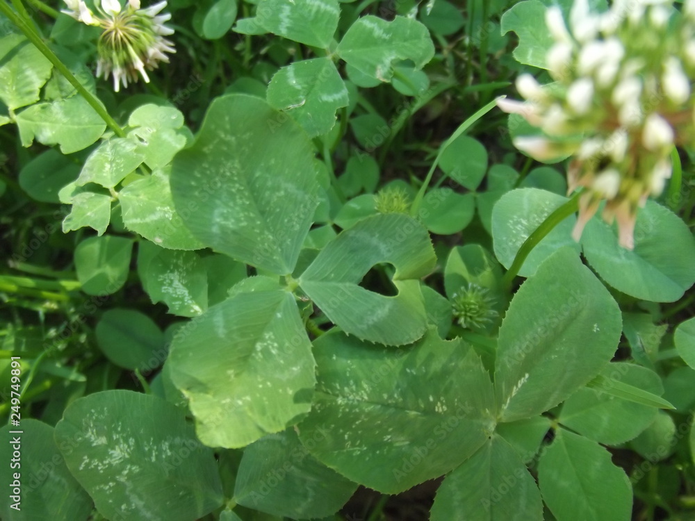 Obraz premium green leaves in the forest