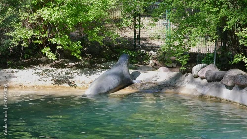 Two seals in the zoo are sunbathing. photo