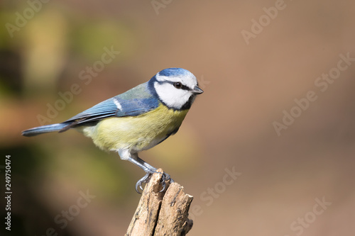Photos Splendido ritratto di una cinciarella (Cyanistes caeruleus)
