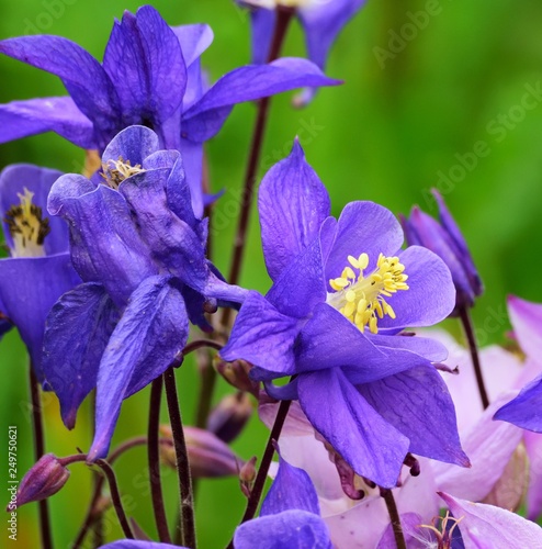 Beautiful and vibrantly colorful Flower Portraits and interesting and unusual gardens.