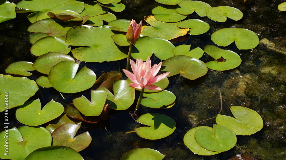 water lily in pond