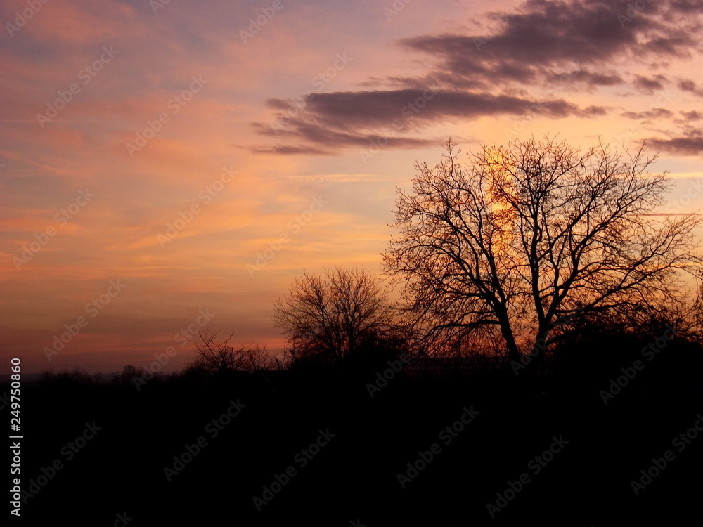 silhouette of trees at sunset