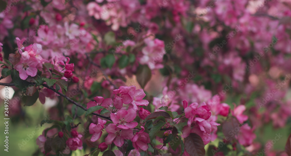Peach in blossom, tree branches with pink flowers, springtime, sunny days Peach in blossom, tree branches with pink flowers, springtime, sunny days