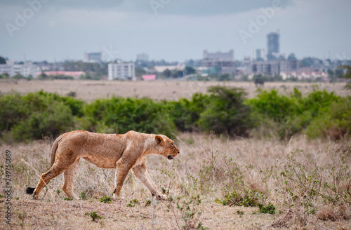 Wallpaper Mural Female lion walking in Savannah field in Nairobi national park in middle of city. The city as a background. Grassland, Kenya. Torontodigital.ca