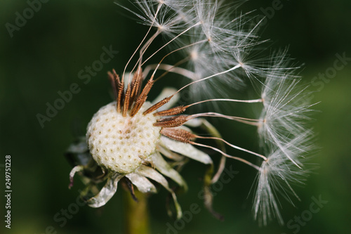 Close up of a dandelion head that has gone to seed