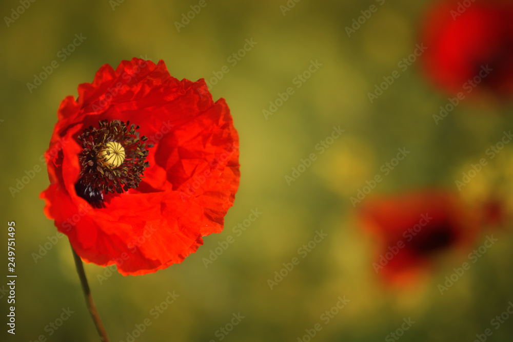 Naklejka premium Spring landscape of red poppy on a yellow rapeseed field.