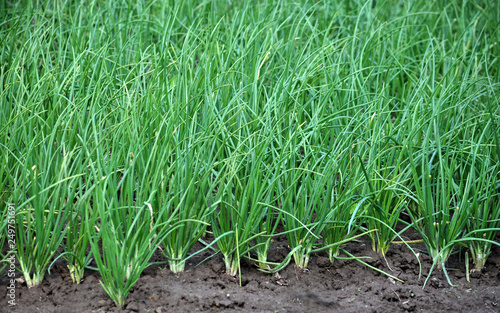 Young green onion grows in the open ground