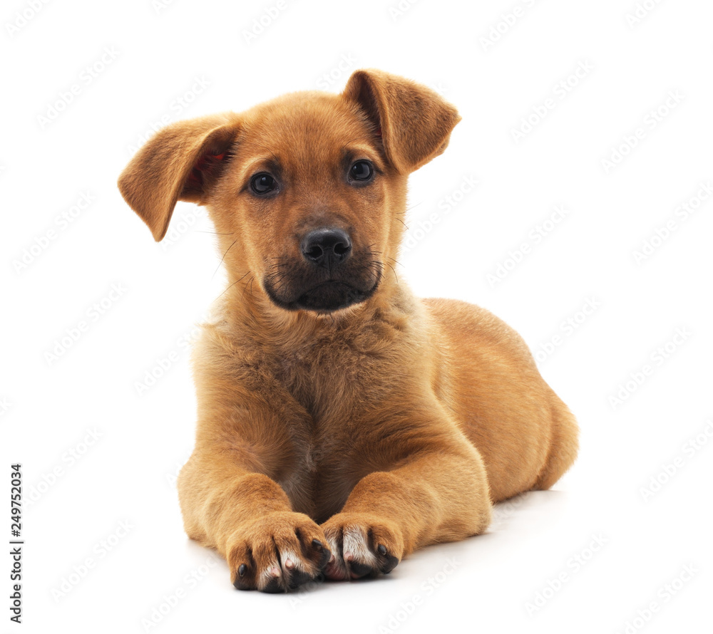 Little brown puppy. Little brown puppy.