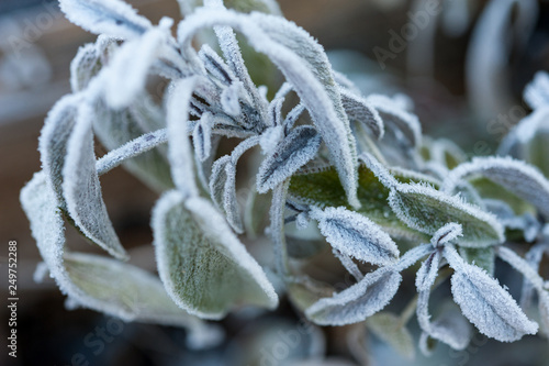 Sage plant covered in frost in winter
