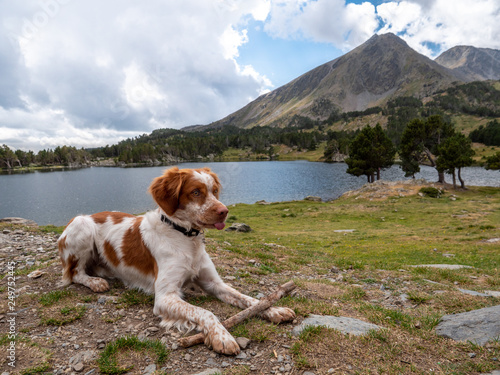 Chien du refuge des Camporells photo