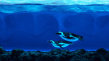 penguins under water