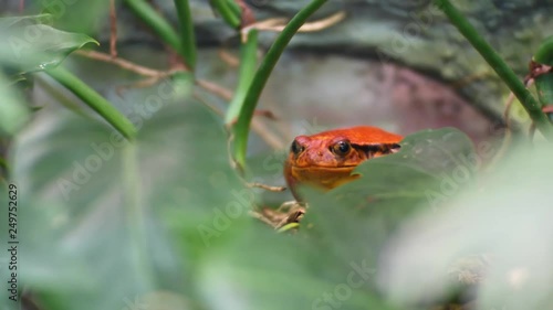 The false tomato frog Dyscophus guineti photo