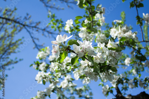 apple tree blossoming under blue sky