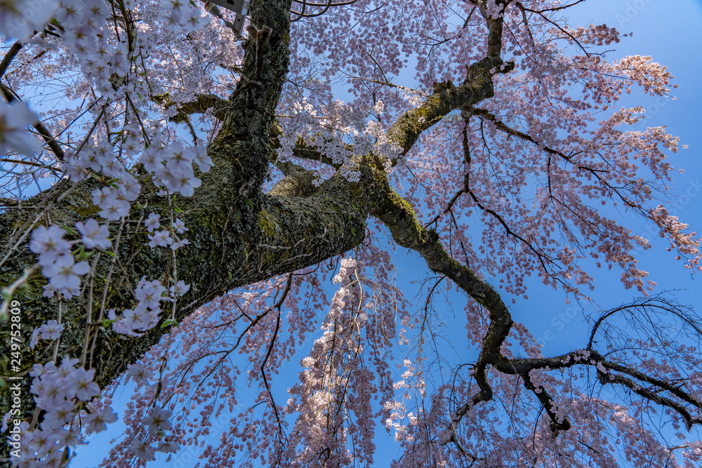 Fototapeta premium Cherry Blossoms in Spring