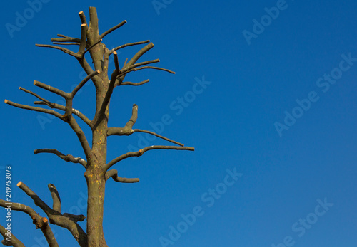 bare tree against blue sky