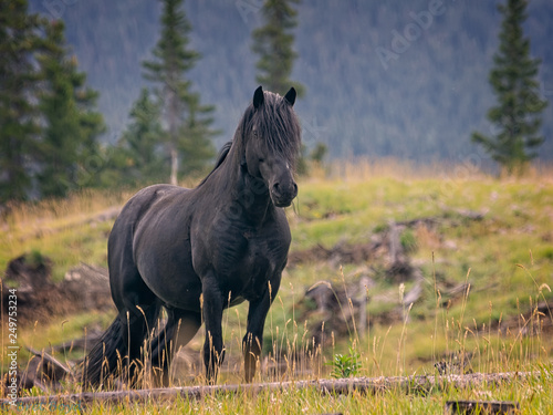 Wild Horse