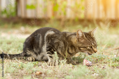 cat eating food in nature, wild cat lives on the street