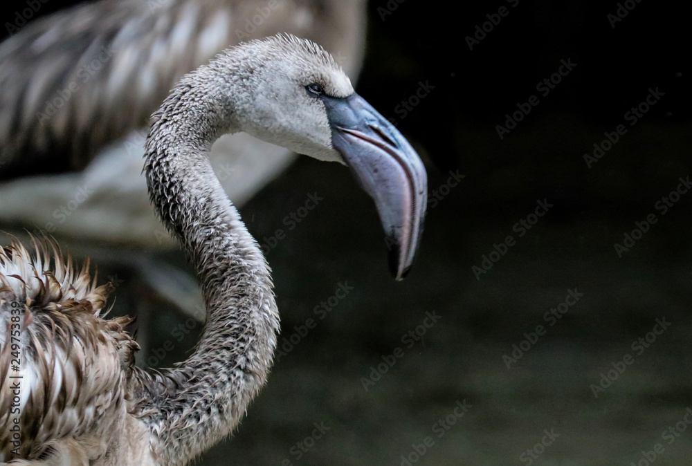 Fototapeta premium young flamingo standing in the rain. soaking wet hair looking angry