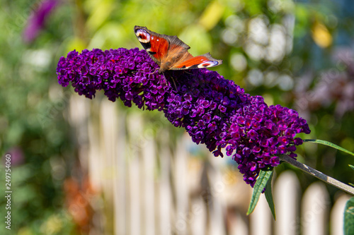 Photos Close-up of a peacock butterfly feeding on a purple Buddleja davidii flower, on a sunny summer day