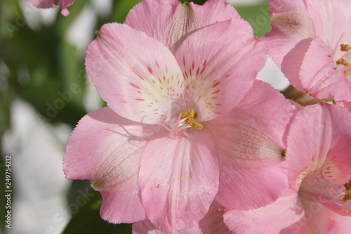 pretty pink flower close up 
