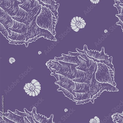 shell_pattern_vektor004