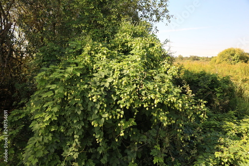 wild hops in the nature reserve