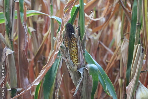 Corn on a field