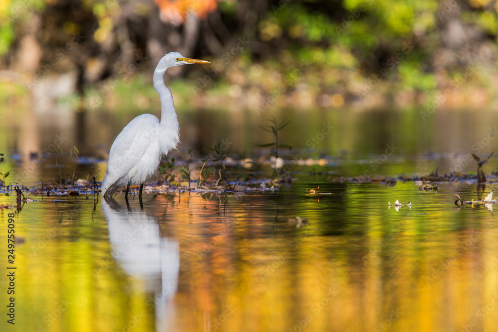 Naklejka premium great egret (Ardea alba) in autumn