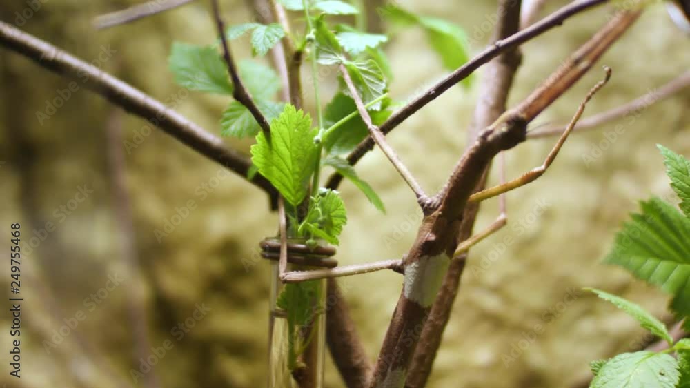 Walking Stick insect. Image of a siam giant stick insect on leaves on nature background. Insect Animal. Walking Stick insect. Image of a siam giant stick insect on leaves on nature background. Insect Animal.