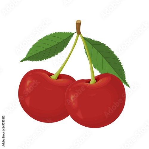 Ripe red cherry berries with leaves for design isolated on white-Vector.