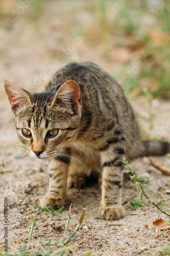 Wallpaper Mural beautiful young spotted cat on the street. cat in the wild Torontodigital.ca