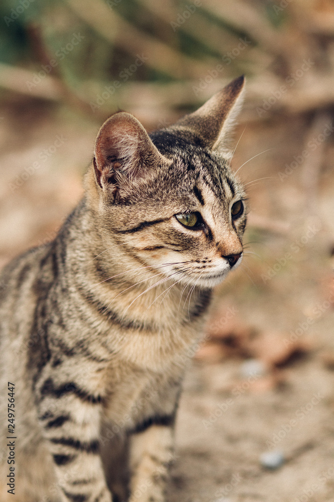 tabby cat on the street, portrait of a tabby cat