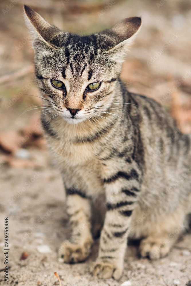 beautiful wild tabby cat, portrait of a cat in the wild beautiful wild tabby cat, portrait of a cat in the wild