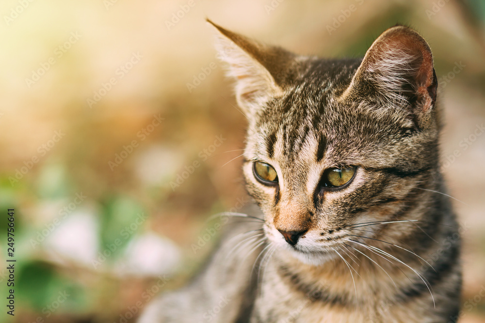 beautiful wild tabby cat, portrait of a cat in the wild